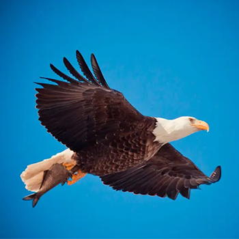 公司官网更新中